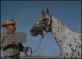 Primary view of [Appaloosa horse with a cowboy]