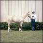 Primary view of [Tommy Manion with a Horse]