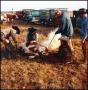 Primary view of [Group of men branding a calf]