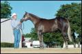 Photograph: [Horse and Man at Reata Ranch]