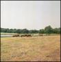 Photograph: [Several Horses on a Field]