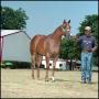Primary view of [Trainer and Horse at Reata Ranch]