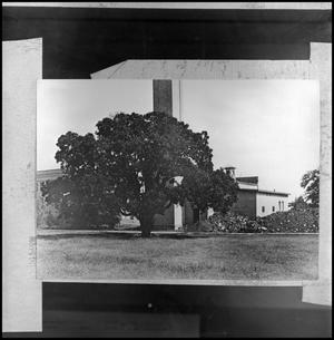 Primary view of object titled '[Tree in front of Power Plant]'.