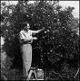 Photograph: [Joe Clark picking fruit, 5]