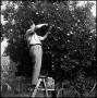 Photograph: [Joe Clark picking fruit, 6]