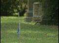 Video: [News Clip: Greenwood Cemetery]