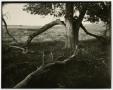 Photograph: [Photograph of a tree]