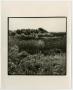 Photograph: [Photograph of a field of weeds]