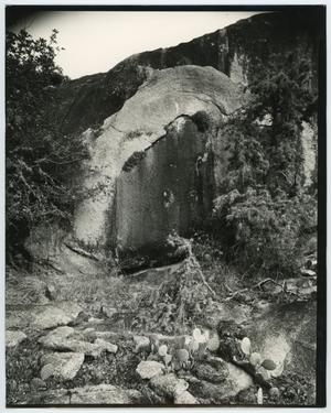 Primary view of object titled '[Photograph of a stone ledge surrounded by cacti]'.