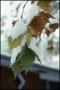 Primary view of [Closeup of leaves with snow]