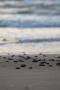 Photograph: Kemp's ridley sea turtles