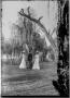 Primary view of [Two Women and One Man Stand in Park]