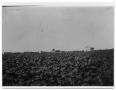 Thumbnail image of item number 1 in: 'Crops at Bell Farm'.