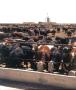 Photograph: [Cattle and Pittman Grain Elevator]