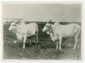 Photograph: [Two Brahman Cows with Horns]