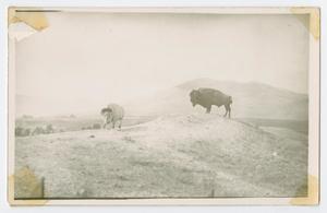 Primary view of object titled '[Two Buffalo]'.