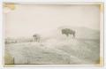 Thumbnail image of item number 1 in: '[Two Buffalo]'.