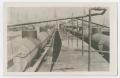 Primary view of [Photograph of Oil Tank Trains]