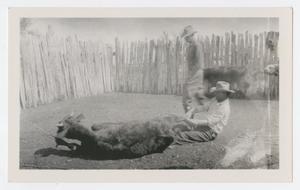Primary view of object titled '[Cowboys and Calf]'.