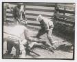 Thumbnail image of item number 1 in: '[Cowhands Branding at Duncan Ranch]'.