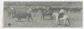 Photograph: [Cowhands with Cowherd]
