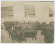 Photograph: [Cattle with Farmer and Silos]