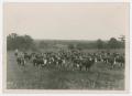 Thumbnail image of item number 1 in: '[Cattle and Cowhands in Pasture]'.