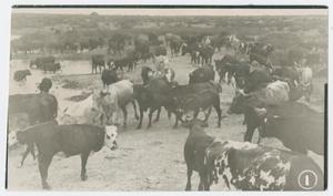 Primary view of object titled '[Cattle by Stock Tank]'.