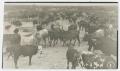 Thumbnail image of item number 1 in: '[Cattle by Stock Tank]'.