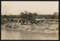 Photograph: [Cattle by Stream]