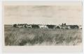 Primary view of [Cattle Grazing in Pasture]