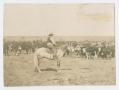 Photograph: [Cowhands with Cattle]