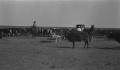 Photograph: [Women in Buggy with Cattle]