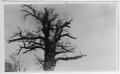 Photograph: Alton Tree