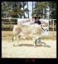 Primary view of [Boy Standing with Cow, Cleveland Dairy Days]