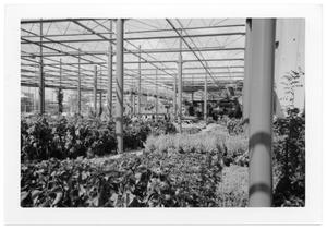 Primary view of object titled '[Plants Dallas Farmer's Market]'.