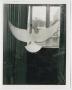 Photograph: [Glass Panel with Paper Dove Pattern]