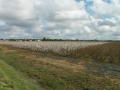 Photograph: [Cotton Field in Wharton]