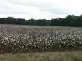 Photograph: [Cotton Field in East Bernard]