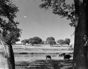 Primary view of object titled '[Cows on Ranch]'.