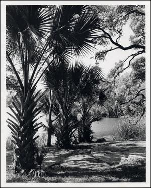 Primary view of object titled '[Laguna Gloria Grounds]'.
