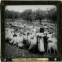 Photograph: Glass Slide of Sheep and Shepherds (Middle-East)