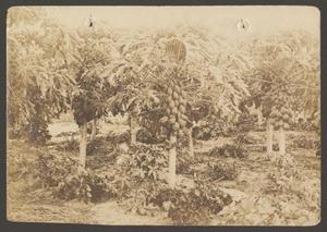 Primary view of object titled '[Papaya Trees]'.