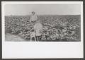 Thumbnail image of item number 1 in: '[Man, Girl, and Dog in Field]'.