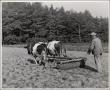 Photograph: [Cows pulling plow]