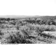 Photograph: [Hill Country west of Camp Mabry]