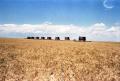 Photograph: [Wheat Harvest at Perrin Farms]