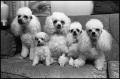 Photograph: [Five Poodles]