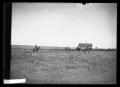 Photograph: [Cattle Drive]