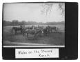 Photograph: Mules on the Stevens' Ranch